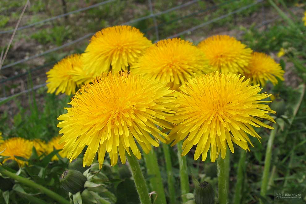 mniszek pospolity, mniszek lekarski (Taraxacum officinale)