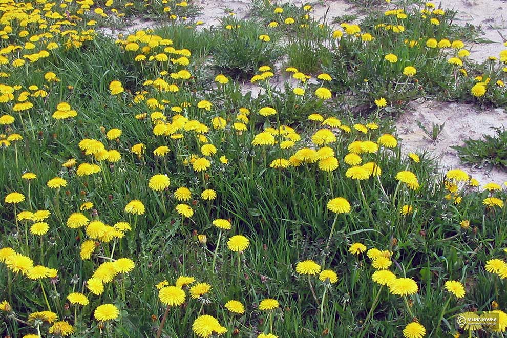 mniszek pospolity, mniszek lekarski (Taraxacum officinale)