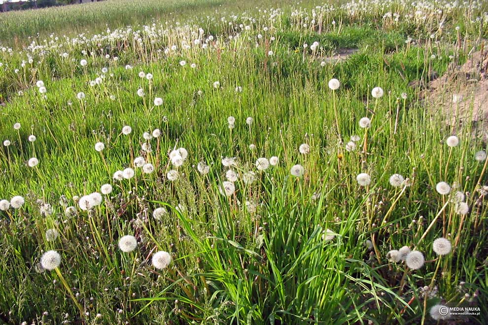 mniszek pospolity, mniszek lekarski (Taraxacum officinale)