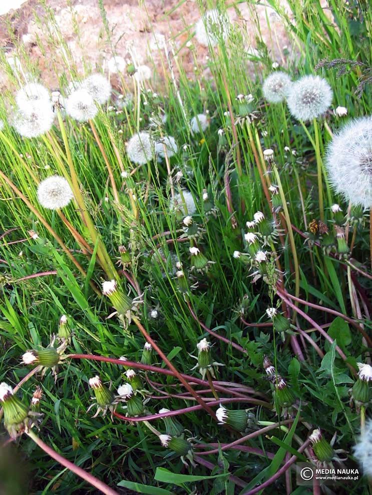 mniszek pospolity, mniszek lekarski (Taraxacum officinale)
