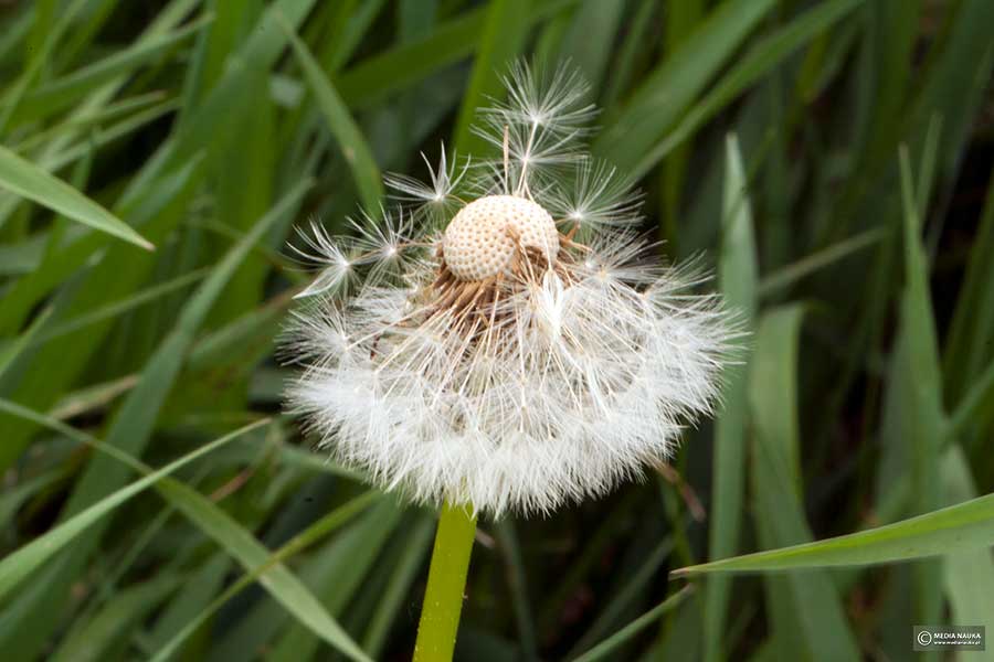 mniszek pospolity, mniszek lekarski (Taraxacum officinale)