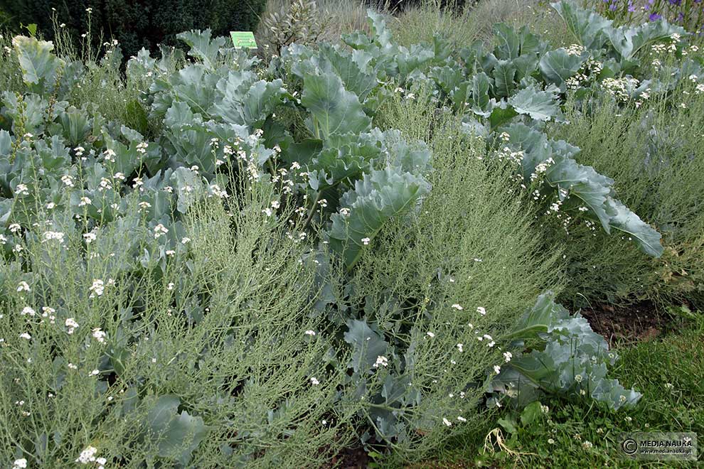 modrak morski (Crambe maritima)