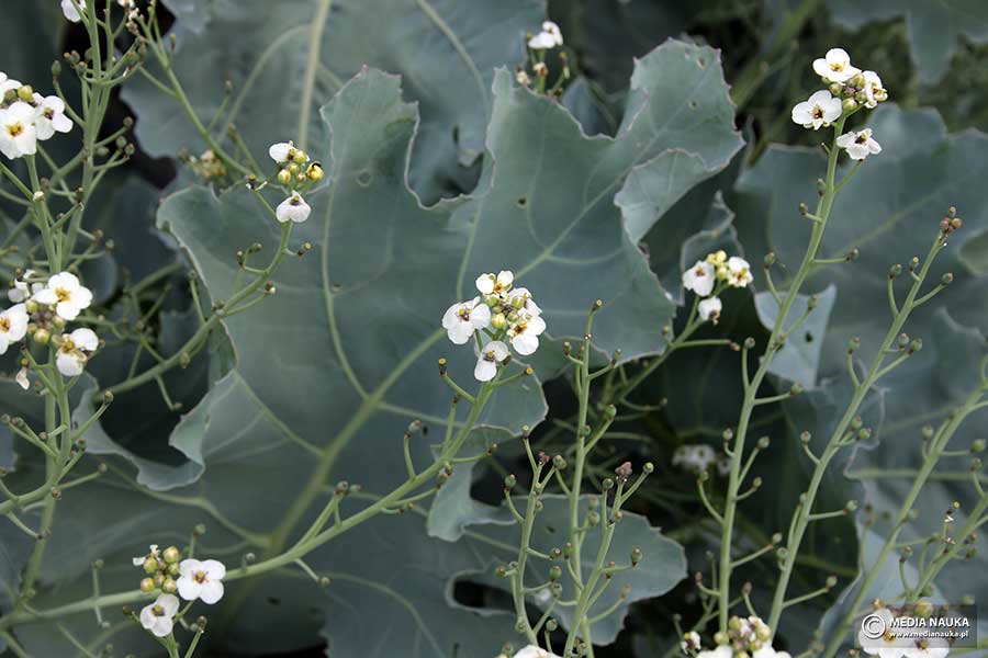 modrak morski (Crambe maritima)