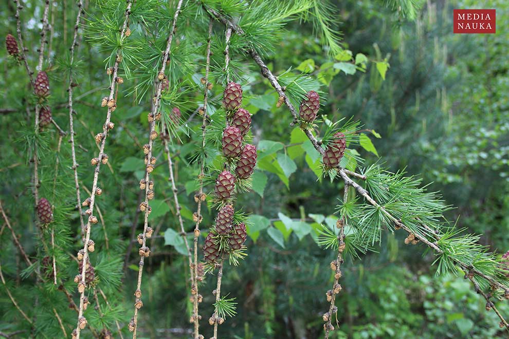 modrzew europejski, modrzew pospolity (Larix decidua)