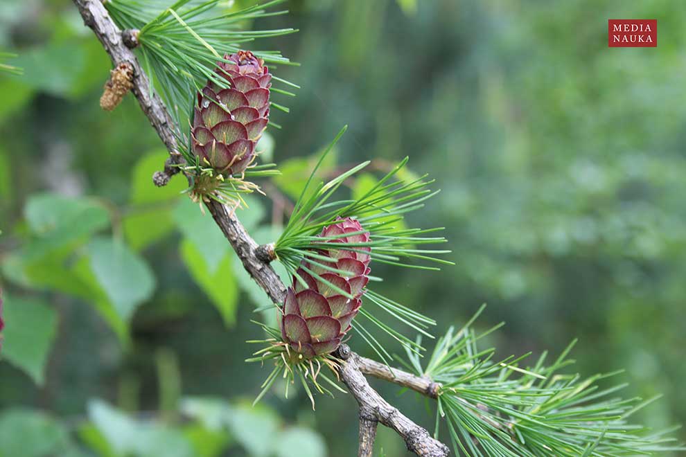 modrzew europejski, modrzew pospolity (Larix decidua)