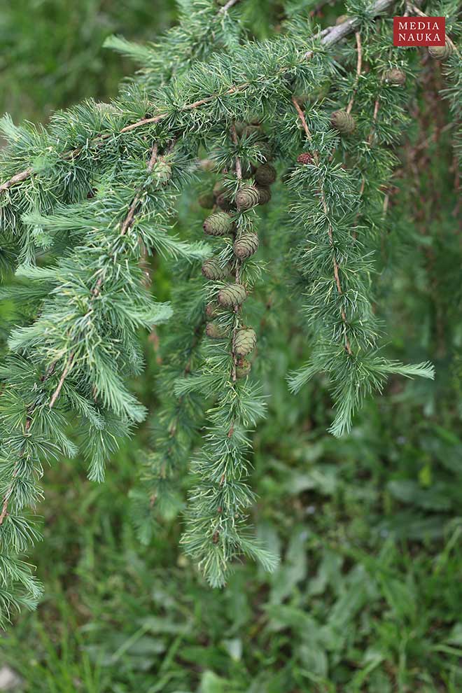 modrzew europejski, modrzew pospolity (Larix decidua)