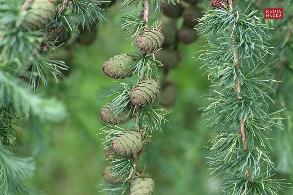 modrzew europejski, modrzew pospolity (Larix decidua)