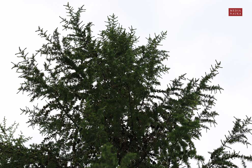 modrzew europejski, modrzew pospolity (Larix decidua)