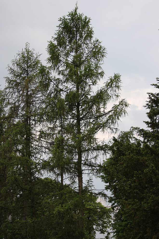 modrzew europejski, modrzew pospolity (Larix decidua)