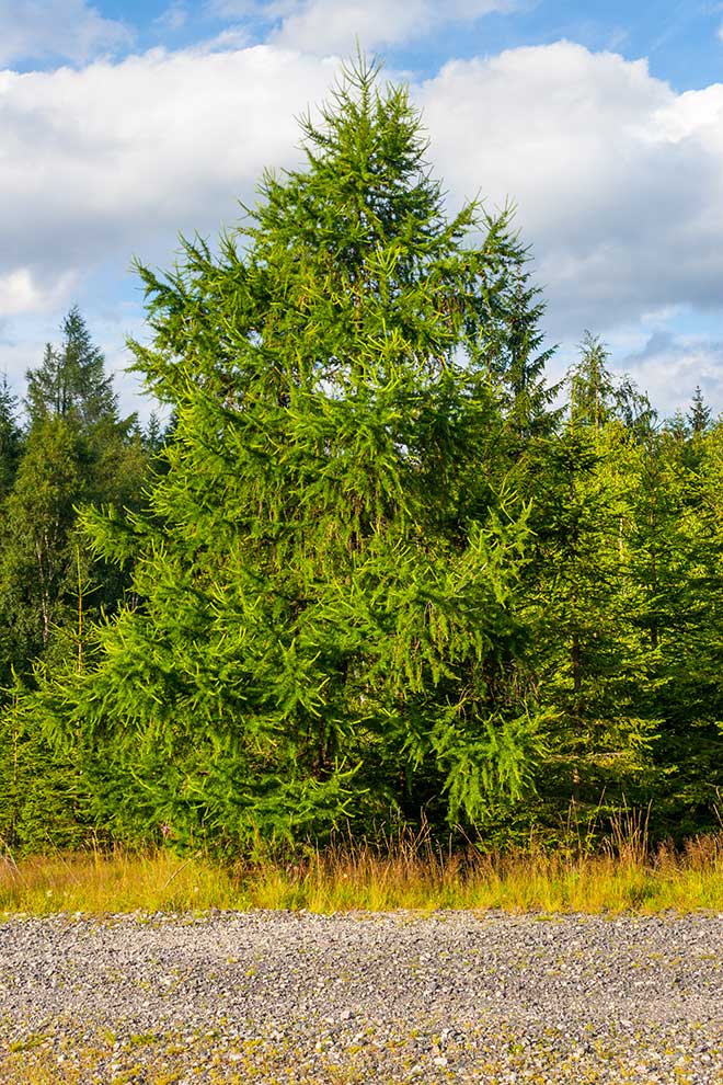 modrzew europejski, modrzew pospolity (Larix decidua)