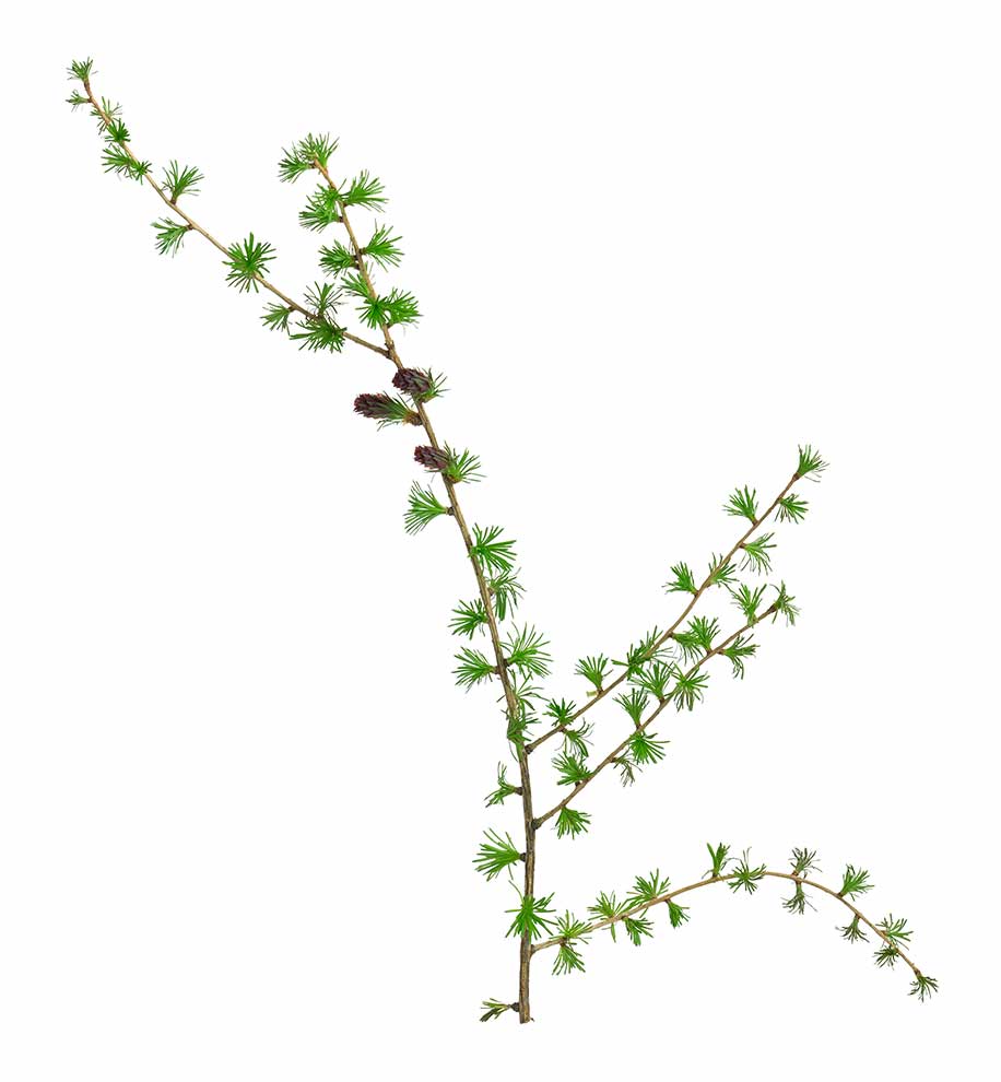modrzew europejski, modrzew pospolity (Larix decidua)