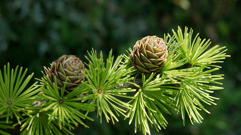modrzew europejski, modrzew pospolity (Larix decidua)