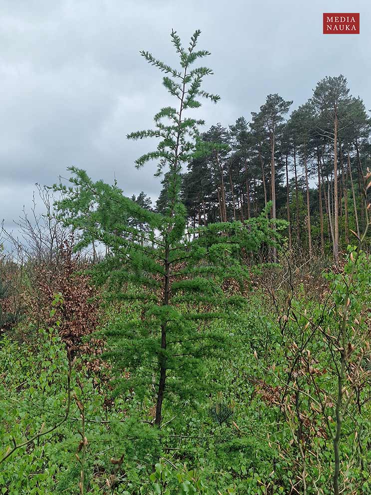 modrzew europejski, modrzew pospolity (Larix decidua)