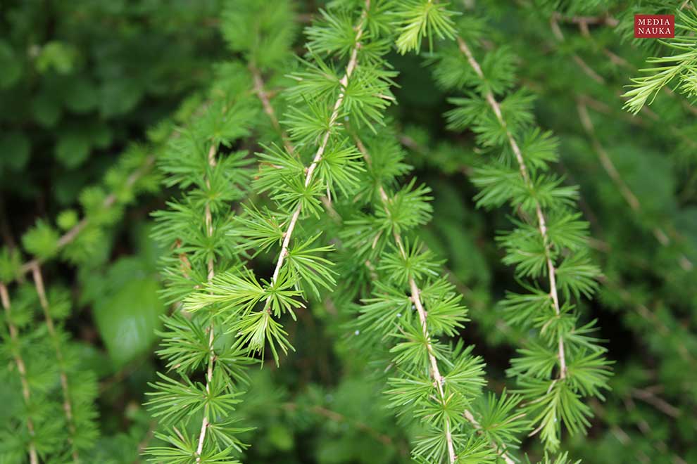 modrzew europejski, modrzew pospolity (Larix decidua)