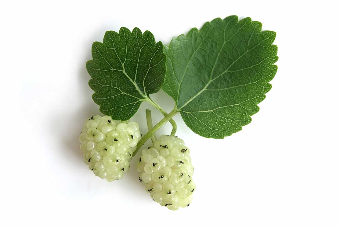 morwa biała (Morus alba)