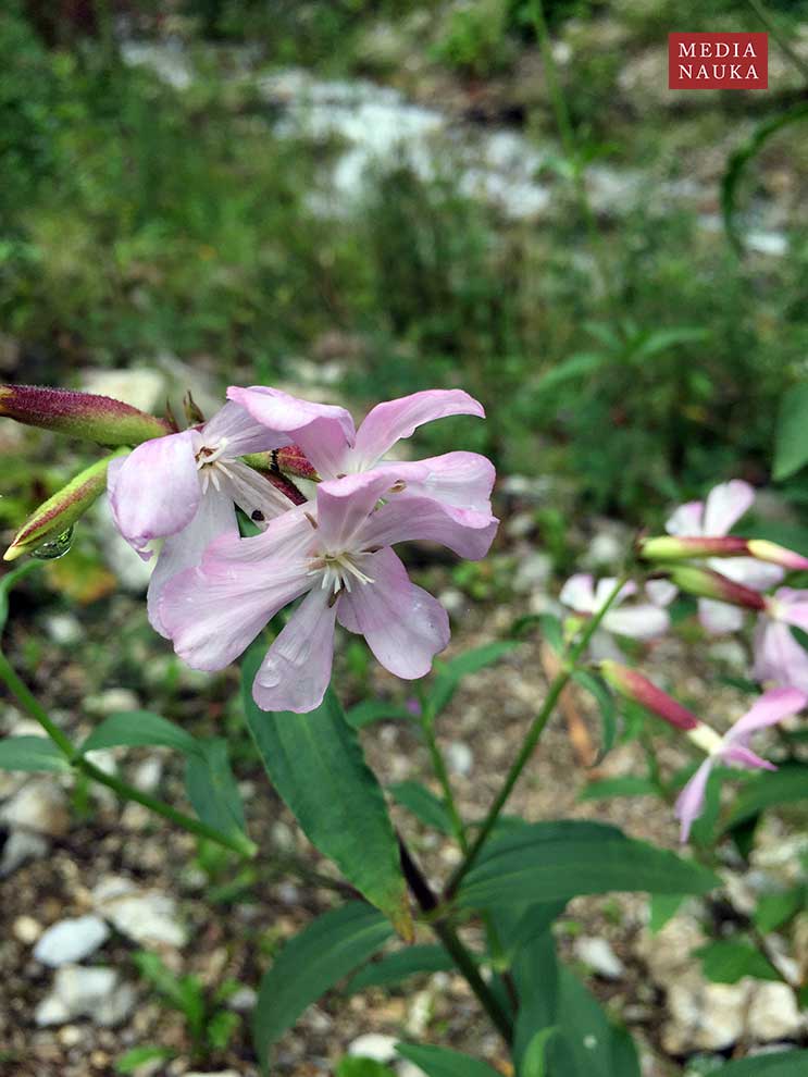 mydlnica lekarska (Saponaria officinalis)