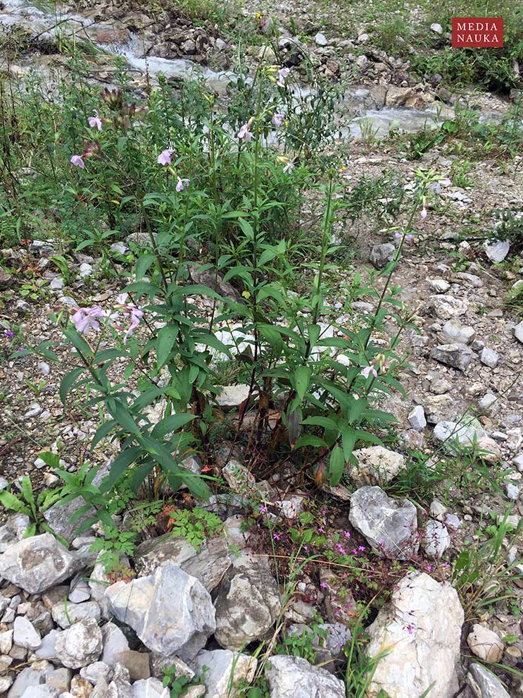 mydlnica lekarska (Saponaria officinalis)