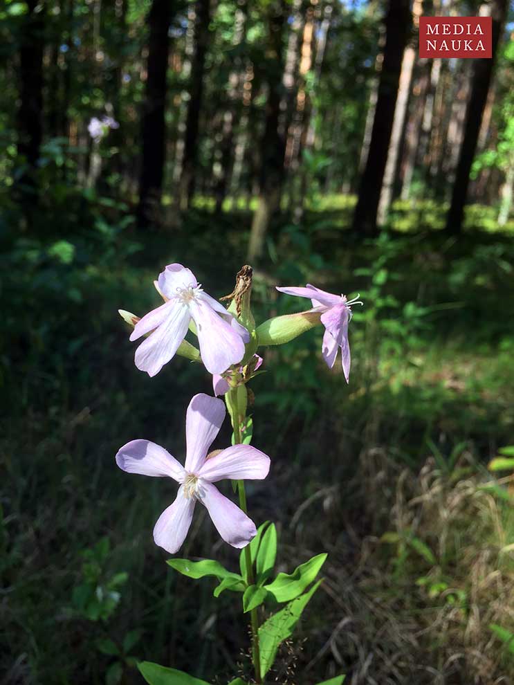 mydlnica lekarska (Saponaria officinalis)