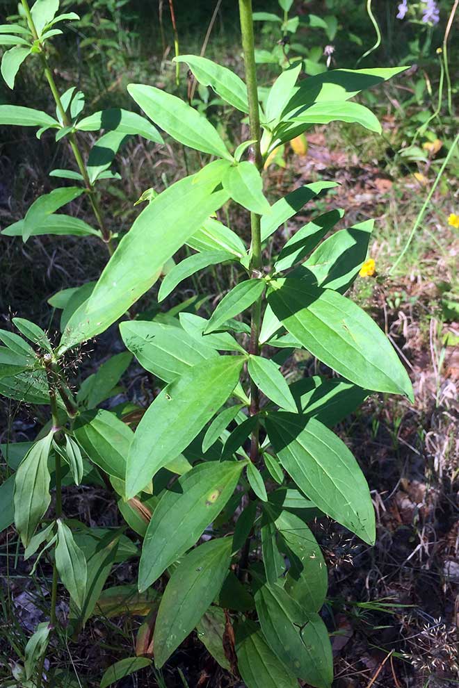 mydlnica lekarska (Saponaria officinalis)
