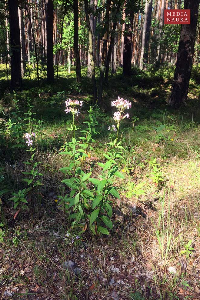 mydlnica lekarska (Saponaria officinalis)