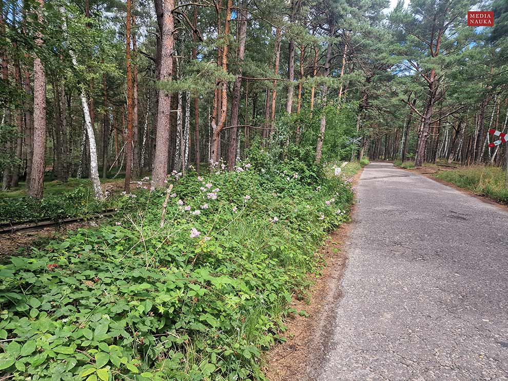 mydlnica lekarska (Saponaria officinalis)