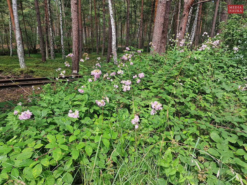 mydlnica lekarska (Saponaria officinalis)
