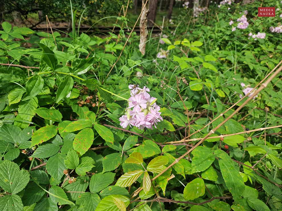 mydlnica lekarska (Saponaria officinalis)
