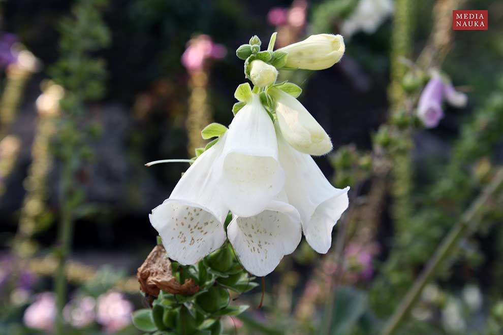 naparstnica purpurowa (Digitalis purpura)