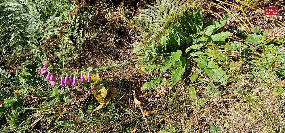 naparstnica purpurowa (Digitalis purpura)