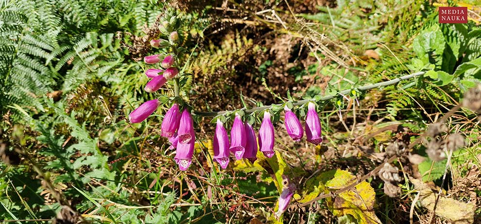 naparstnica purpurowa (Digitalis purpura)