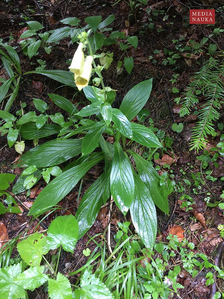 naparstnica zwyczajna (Digitalis grandiflora)
