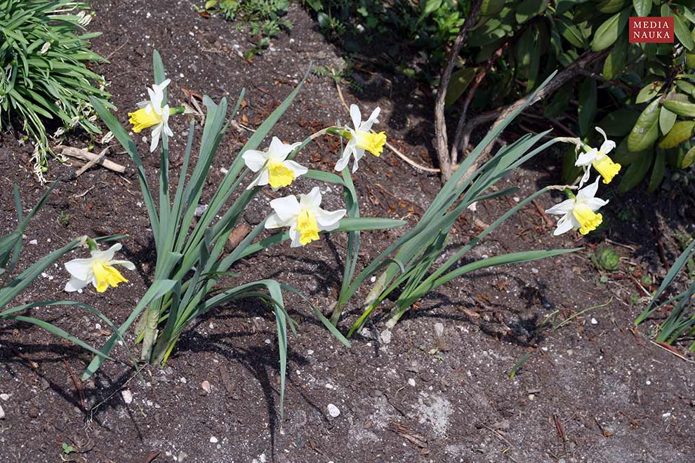 narcyz trąbkowy (Narcissus pseudonarcissus)