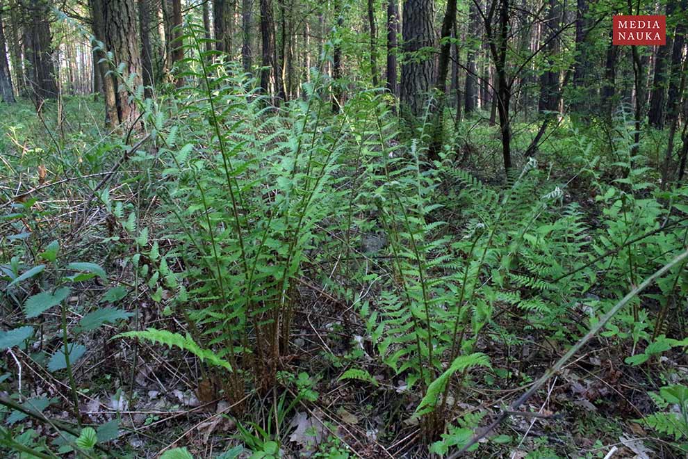 narecznica samcza (Dryopteris filix-mas)