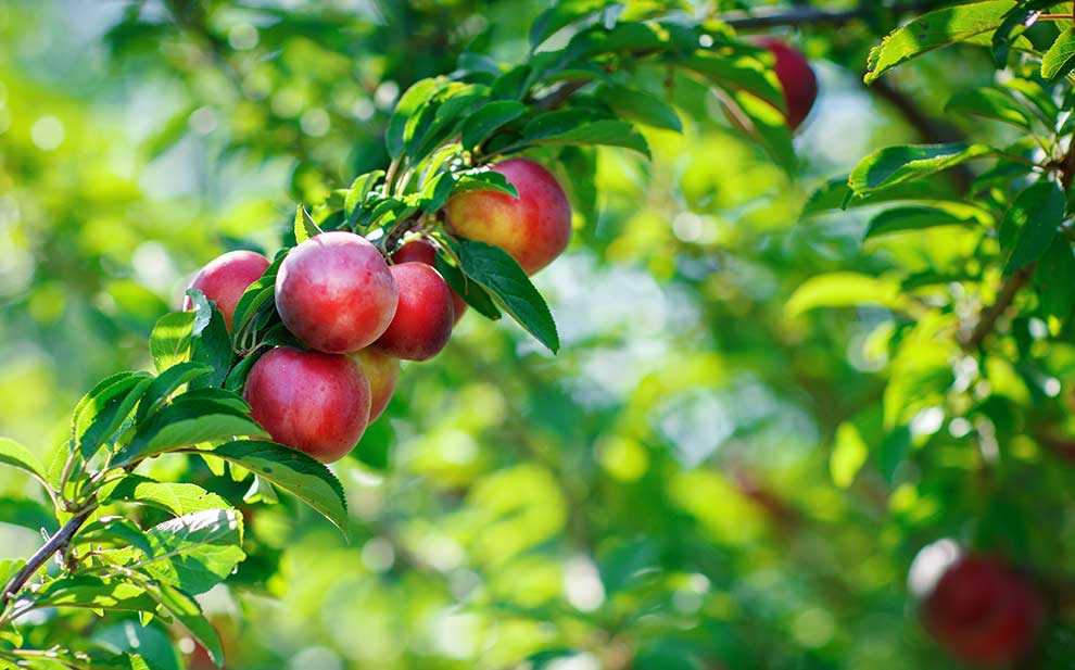 brzoskwinia właściwa, brzoskwinia zwyczajna (Prunus persica)