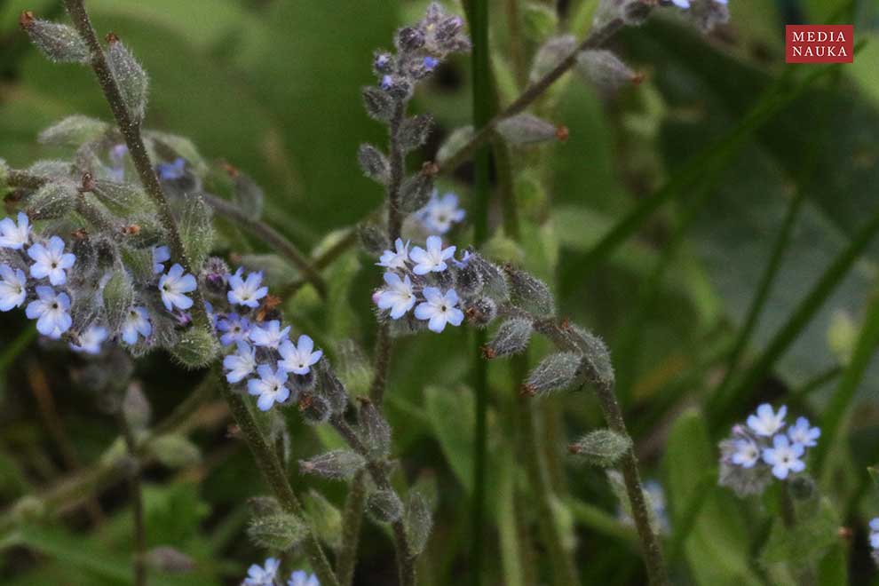 niezapominajka pagórkowa (Myosotis ramosissima)