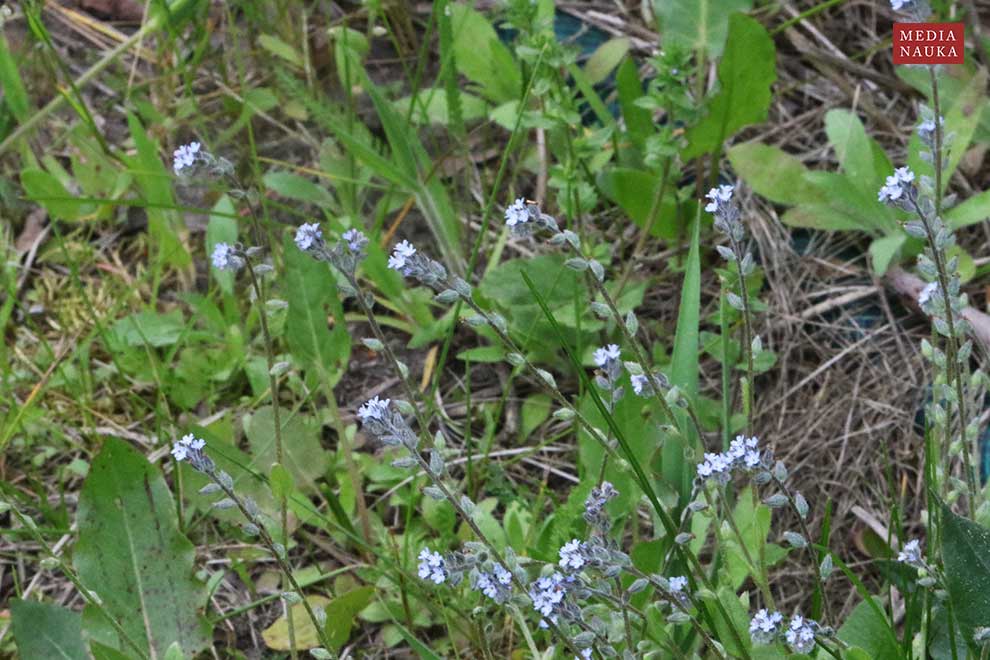 niezapominajka pagórkowa (Myosotis ramosissima)