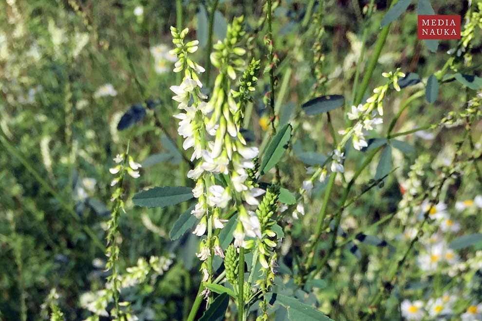 nostrzyk biały (Melilotus alba)