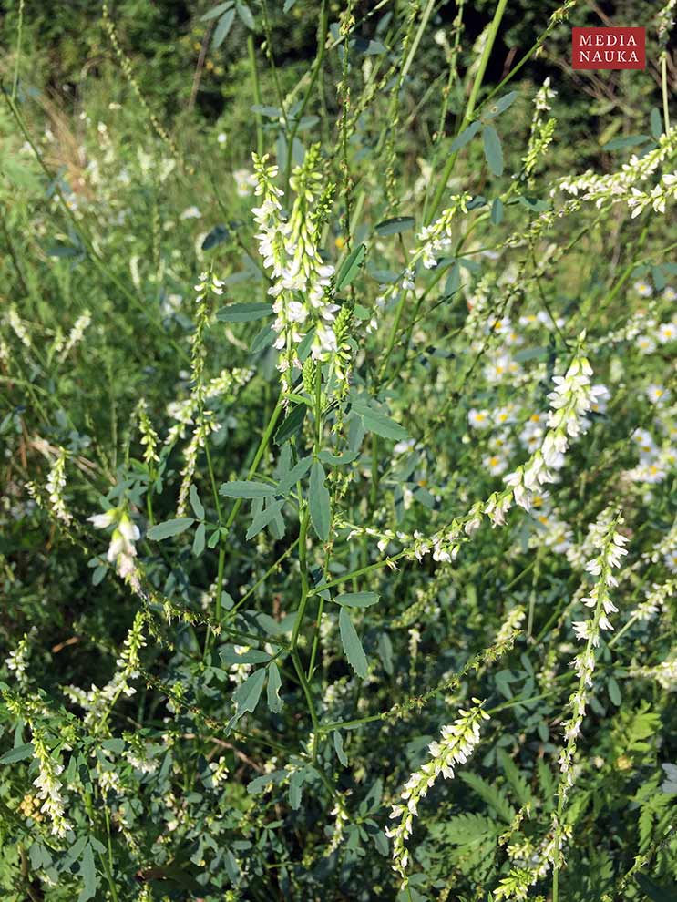 nostrzyk biały (Melilotus alba)
