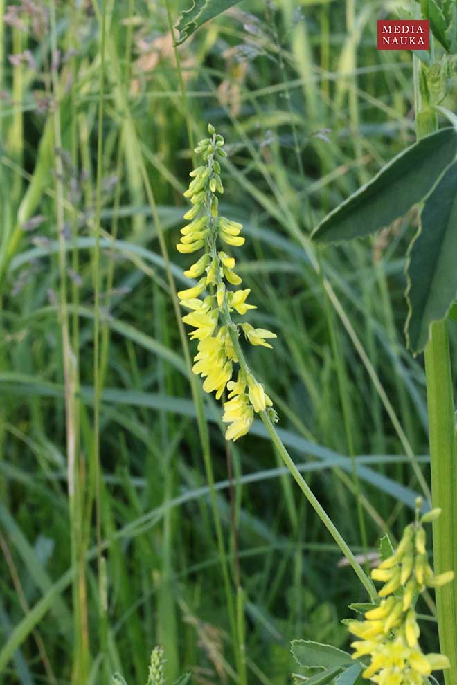 nostrzyk żółty (Melilotus officinalis)