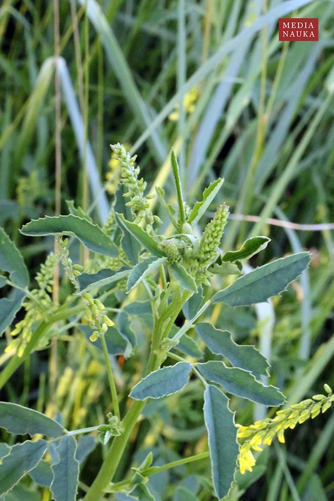 nostrzyk żółty (Melilotus officinalis)