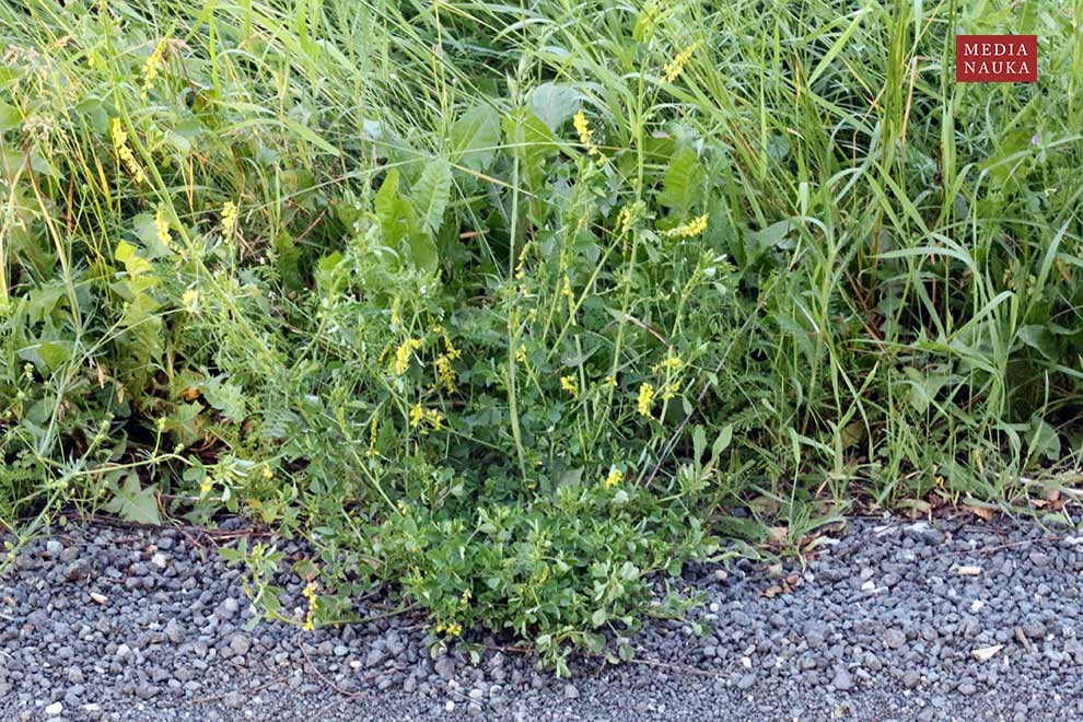 nostrzyk żółty (Melilotus officinalis)