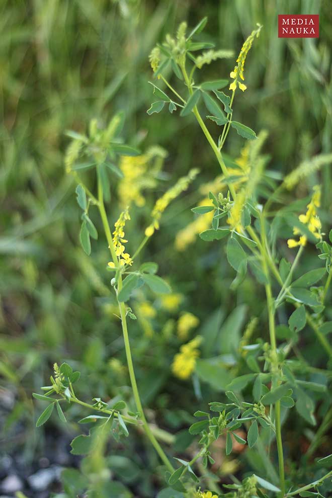 nostrzyk żółty (Melilotus officinalis)