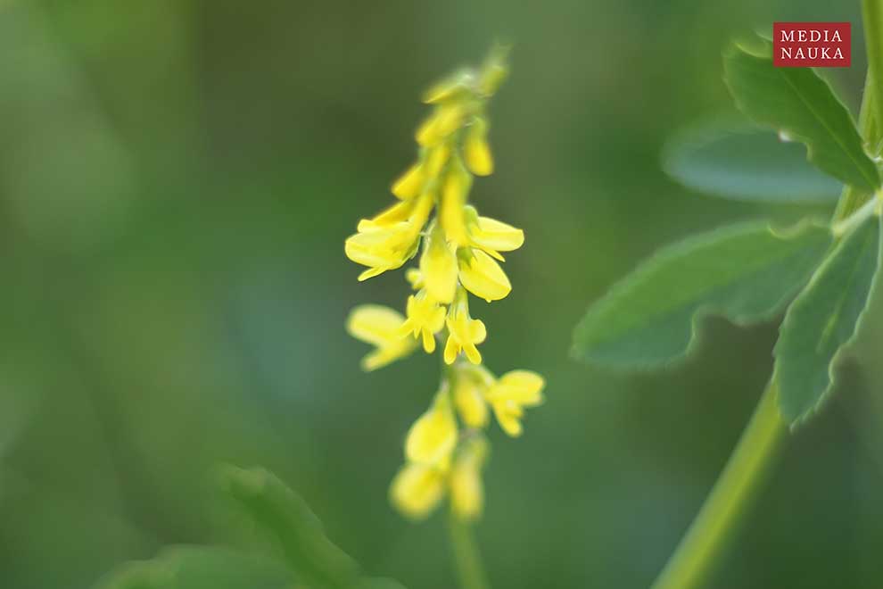 nostrzyk żółty (Melilotus officinalis)