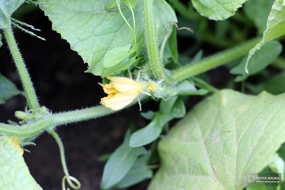 ogórek (Cucumis sativus)