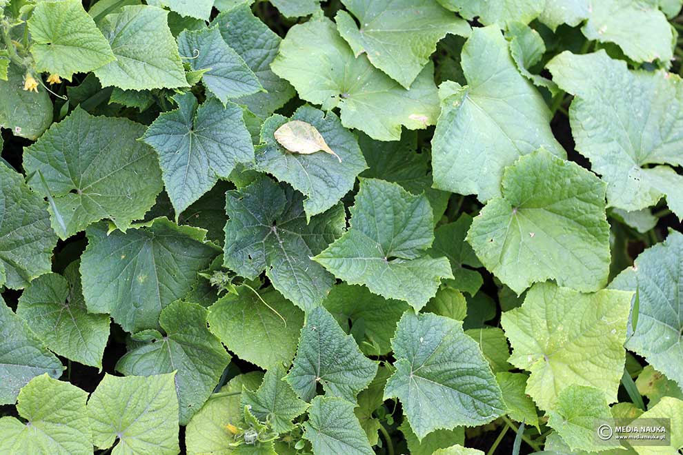 ogórek (Cucumis sativus)