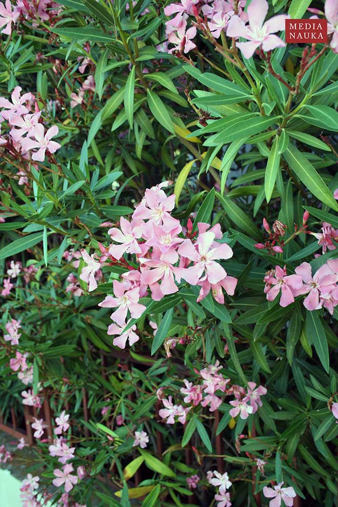 oleander pospolity (Nerium oleander)