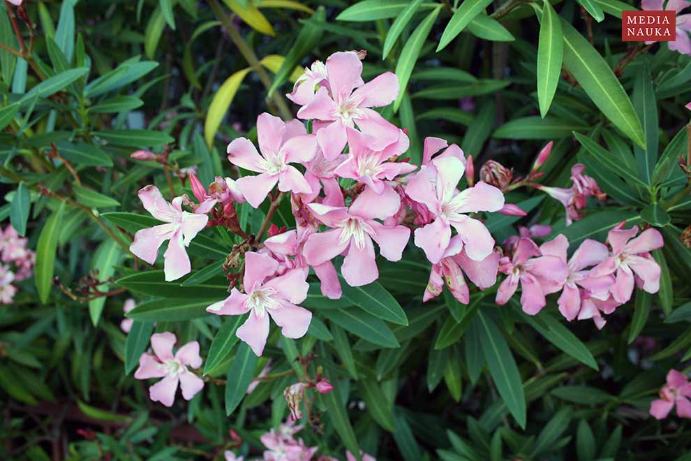 oleander pospolity (Nerium oleander)