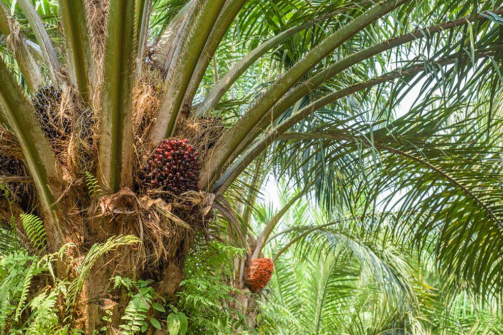 olejowiec gwinejski, palma olejowa (Elaeis guineensis)