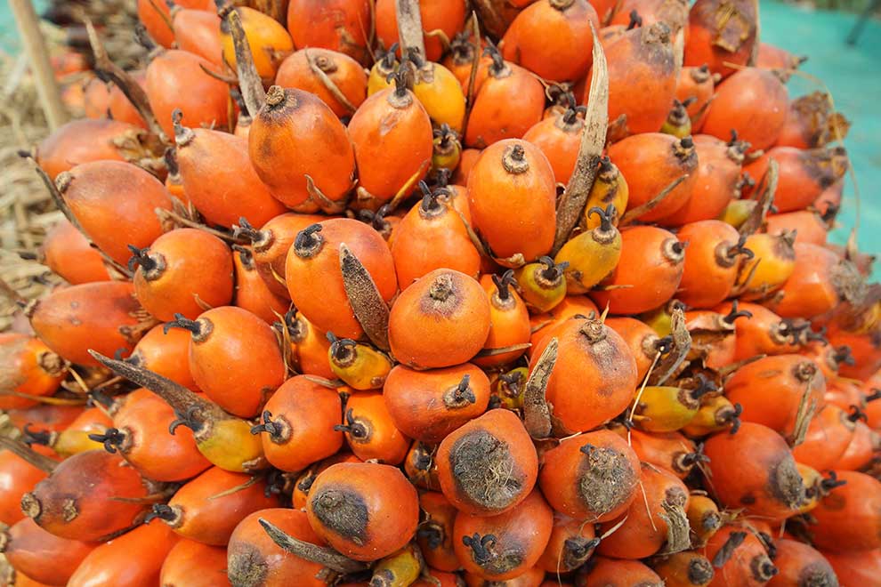 olejowiec gwinejski, palma olejowa (Elaeis guineensis)
