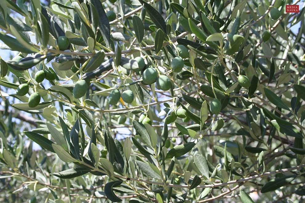 oliwka europejska (Olea europaea)